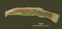 Pygidium zonatum FMNH 58573 holo lat